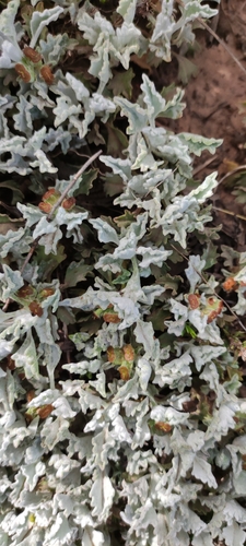 Centella capensis (Centella capensis)