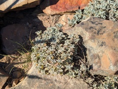 Centella capensis (Centella capensis)