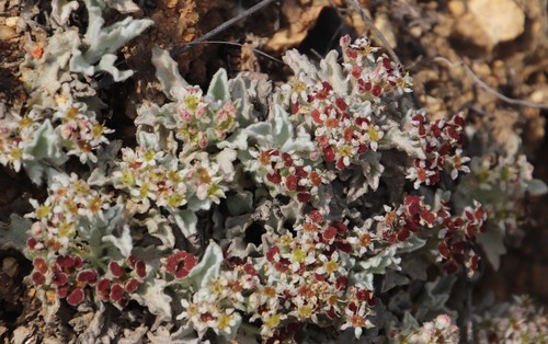 Centella capensis (Centella capensis)