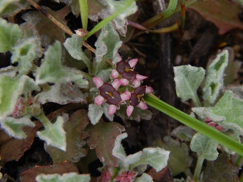 Centella capensis (Centella capensis)