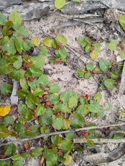 Centella cordifolia (Centella cordifolia)