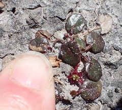 Centella cordifolia (Centella cordifolia)