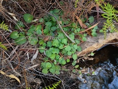Centella cordifolia (Centella cordifolia)