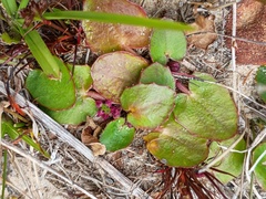 Centella cordifolia (Centella cordifolia)