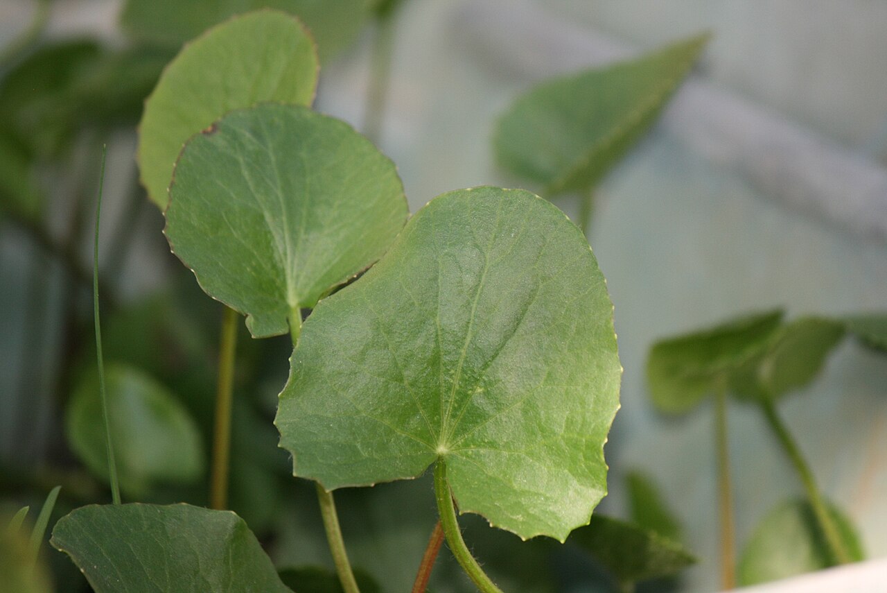 Erect centella: Leaves of Centella erecta