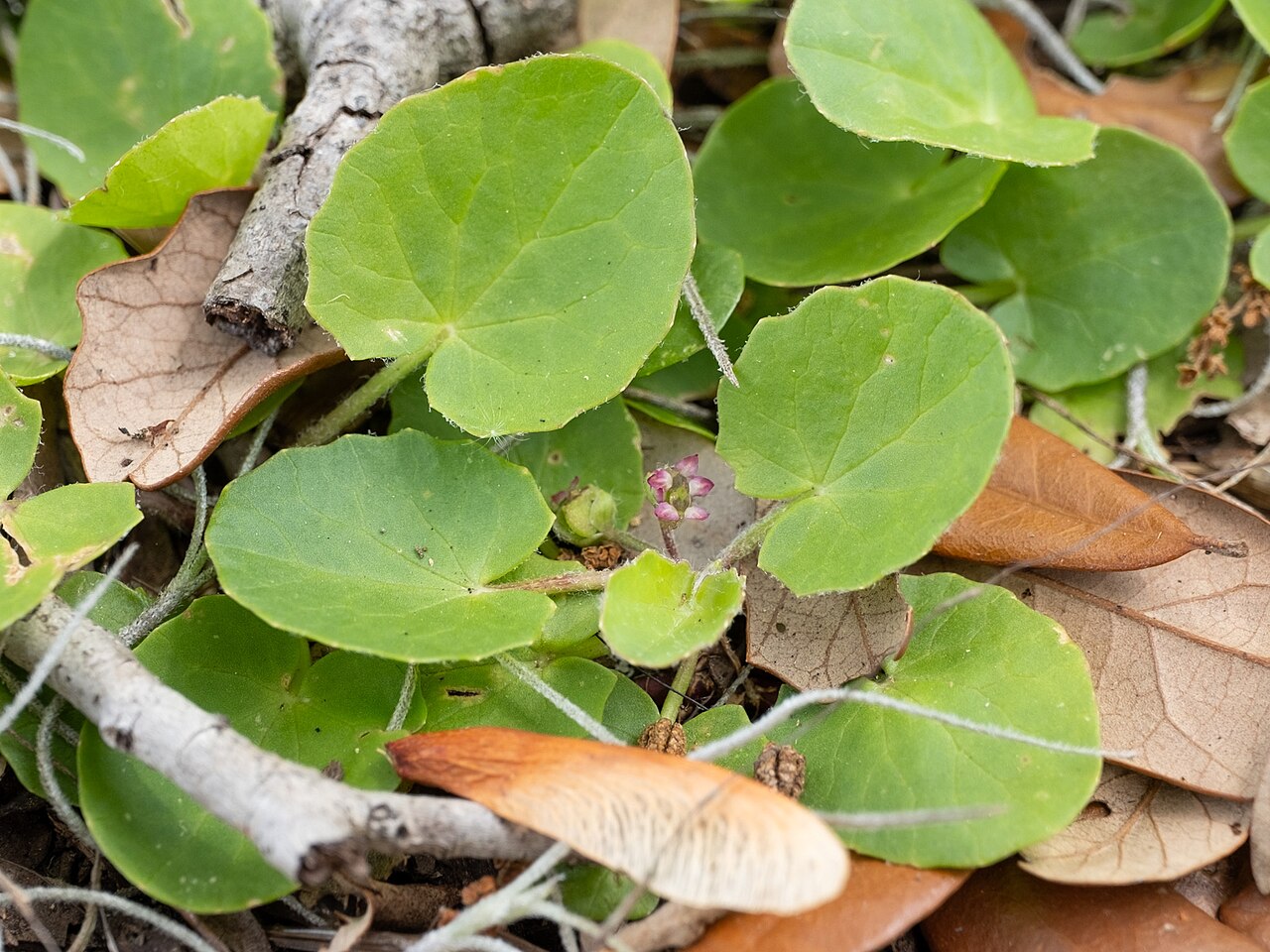Erect centella: American Coinwort ( Centella erecta ) in the United States