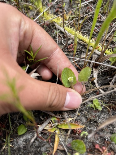 Erect centella (Centella erecta)