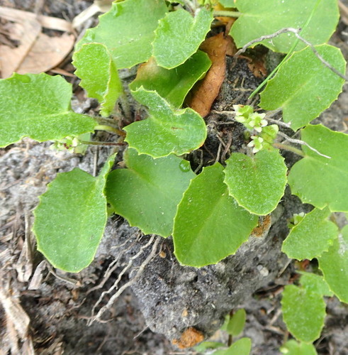 Erect centella (Centella erecta)