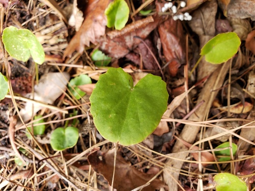 Erect centella (Centella erecta)