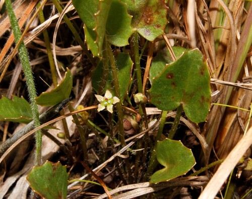 Erect centella (Centella erecta)