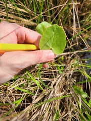 Erect centella (Centella erecta)