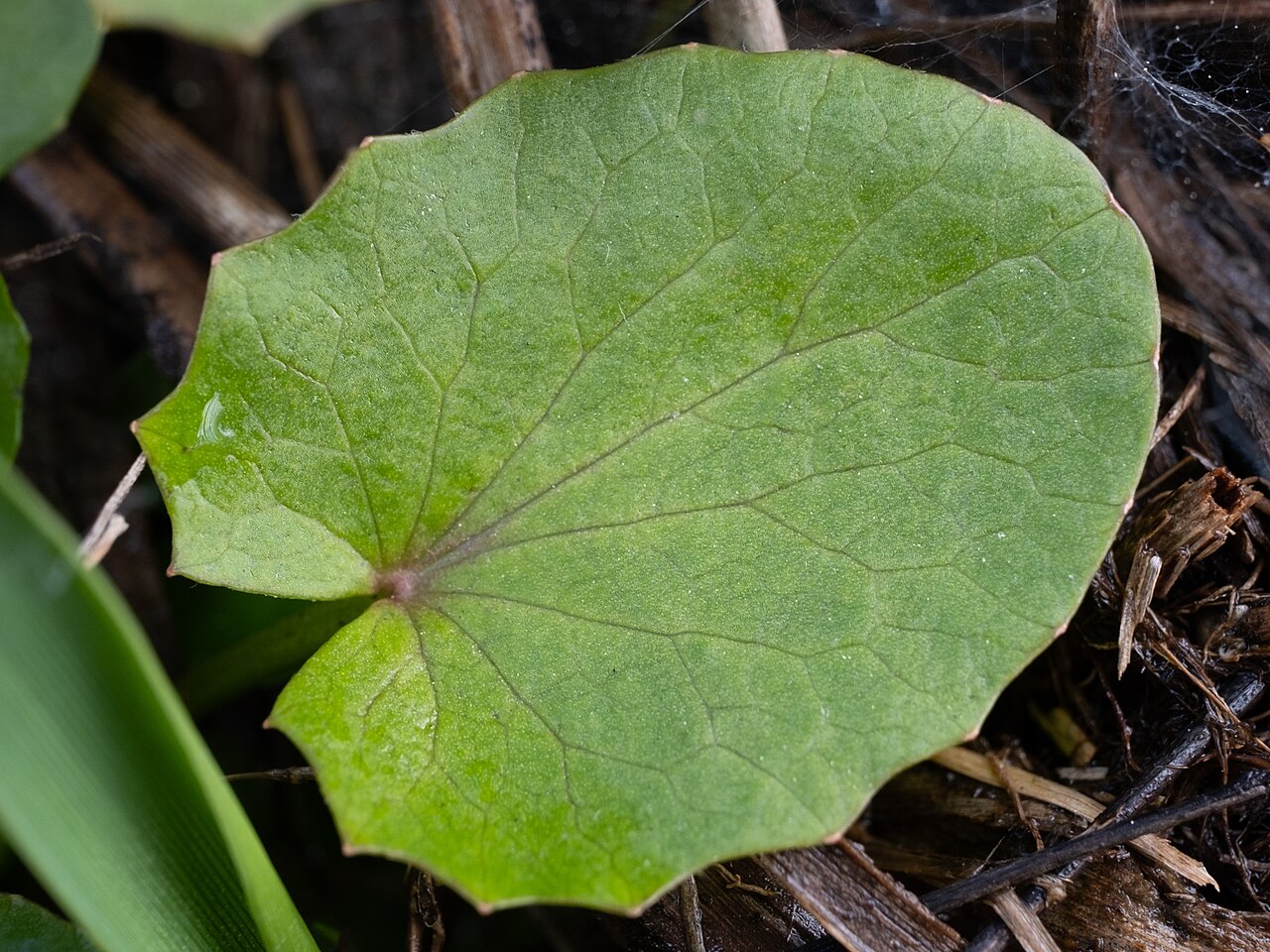 Erect centella: American Coinwort ( Centella erecta ) in the United States