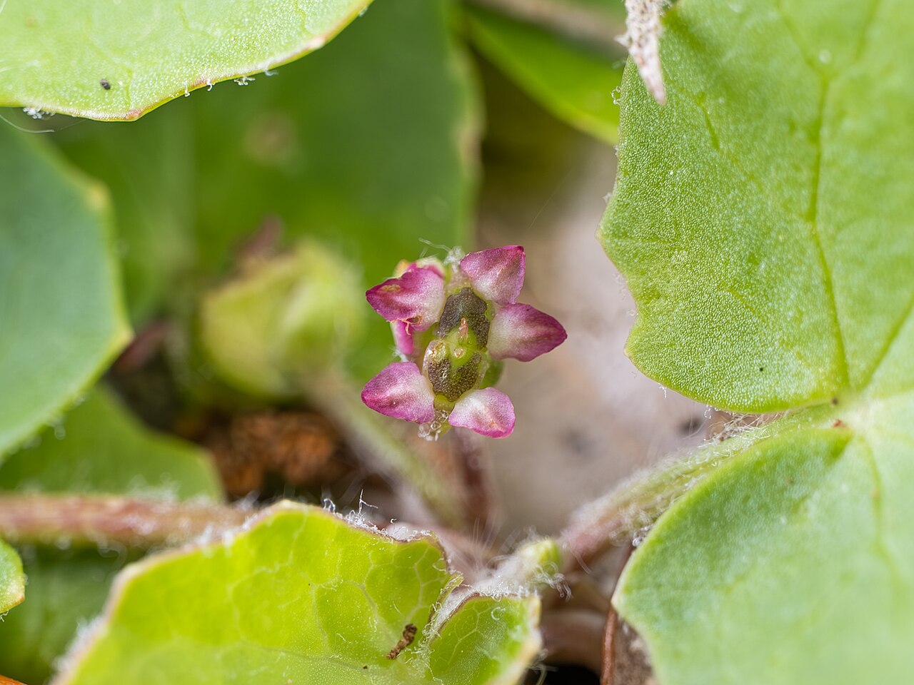 Erect centella: American Coinwort ( Centella erecta ) in the United States