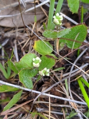 Erect centella (Centella erecta)