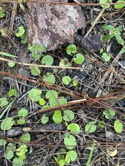 Erect centella (Centella erecta)