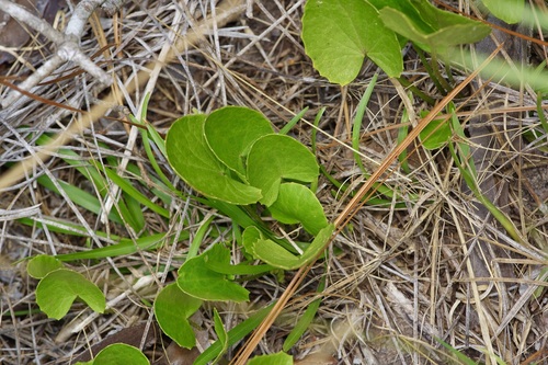 Erect centella (Centella erecta)
