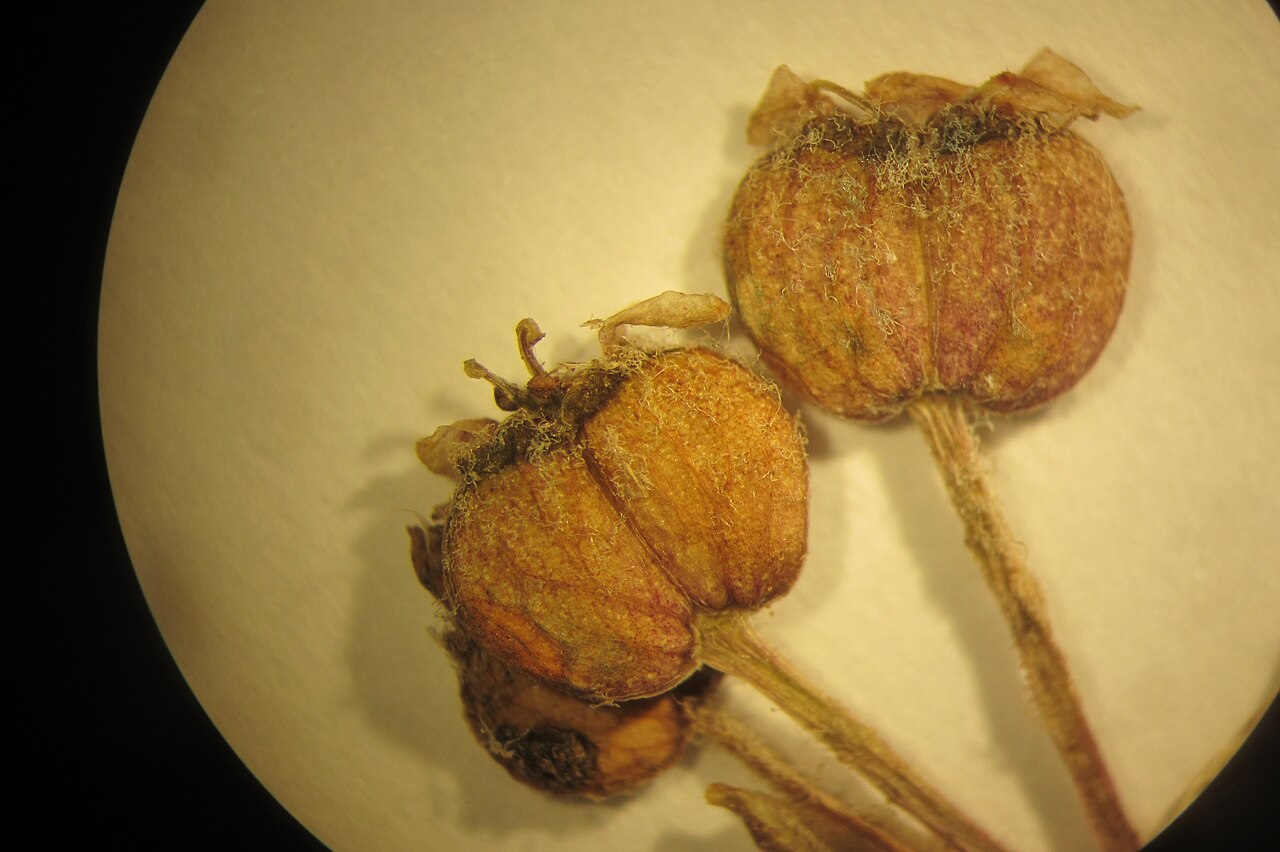 Centella uniflora (Centella uniflora)