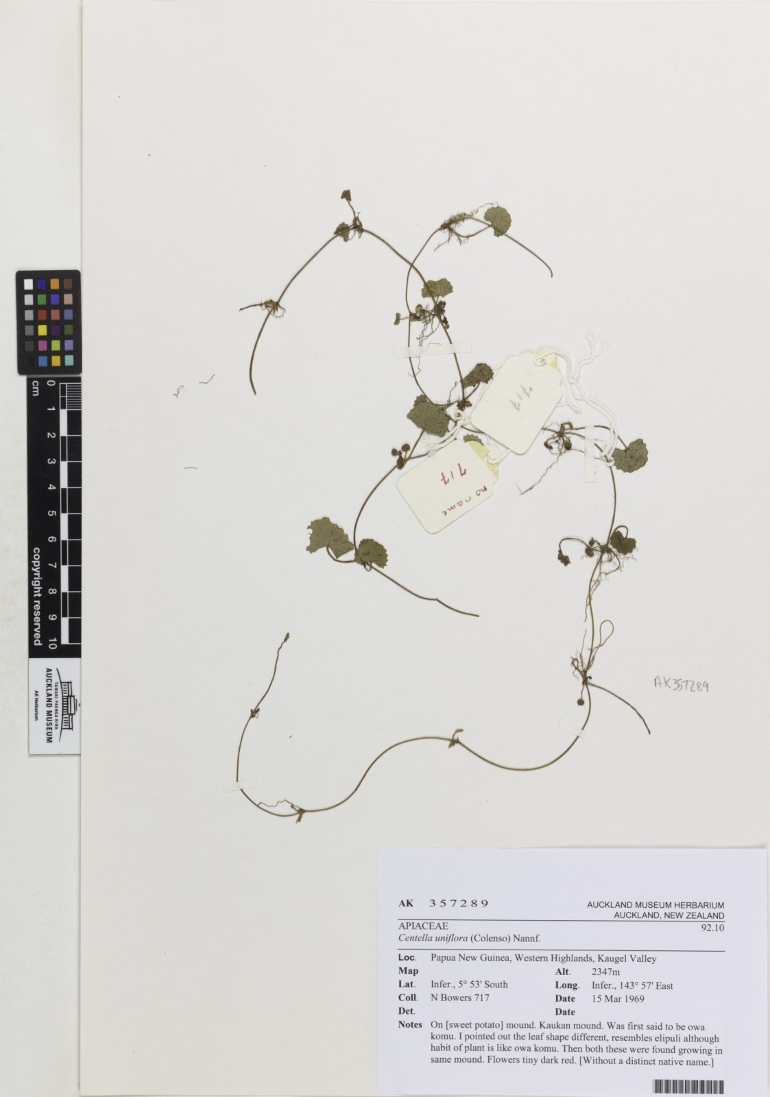 Centella uniflora (Centella uniflora)