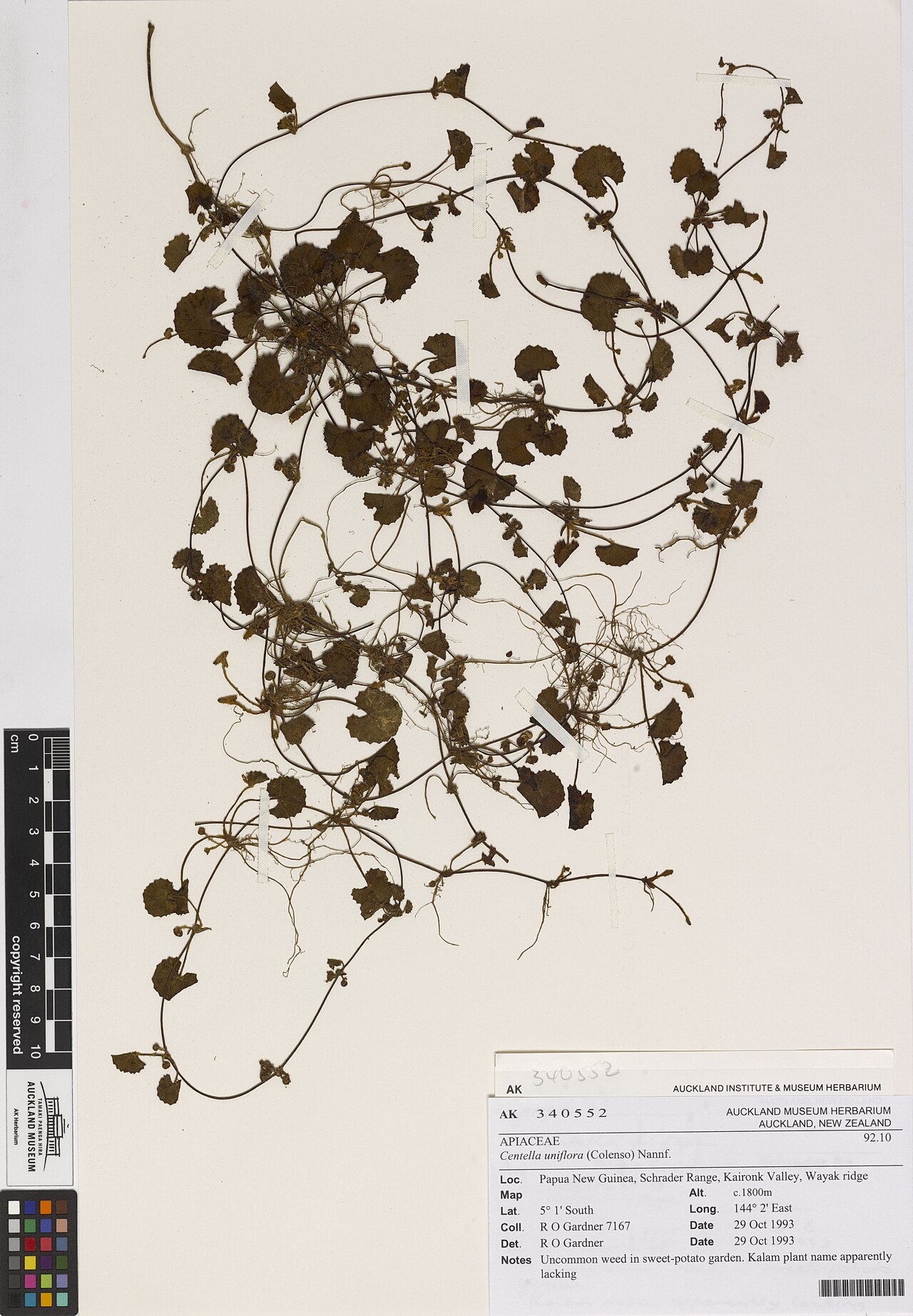 Centella uniflora (Centella uniflora)
