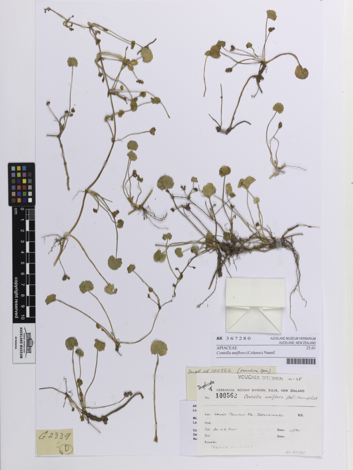 Centella uniflora (Centella uniflora)