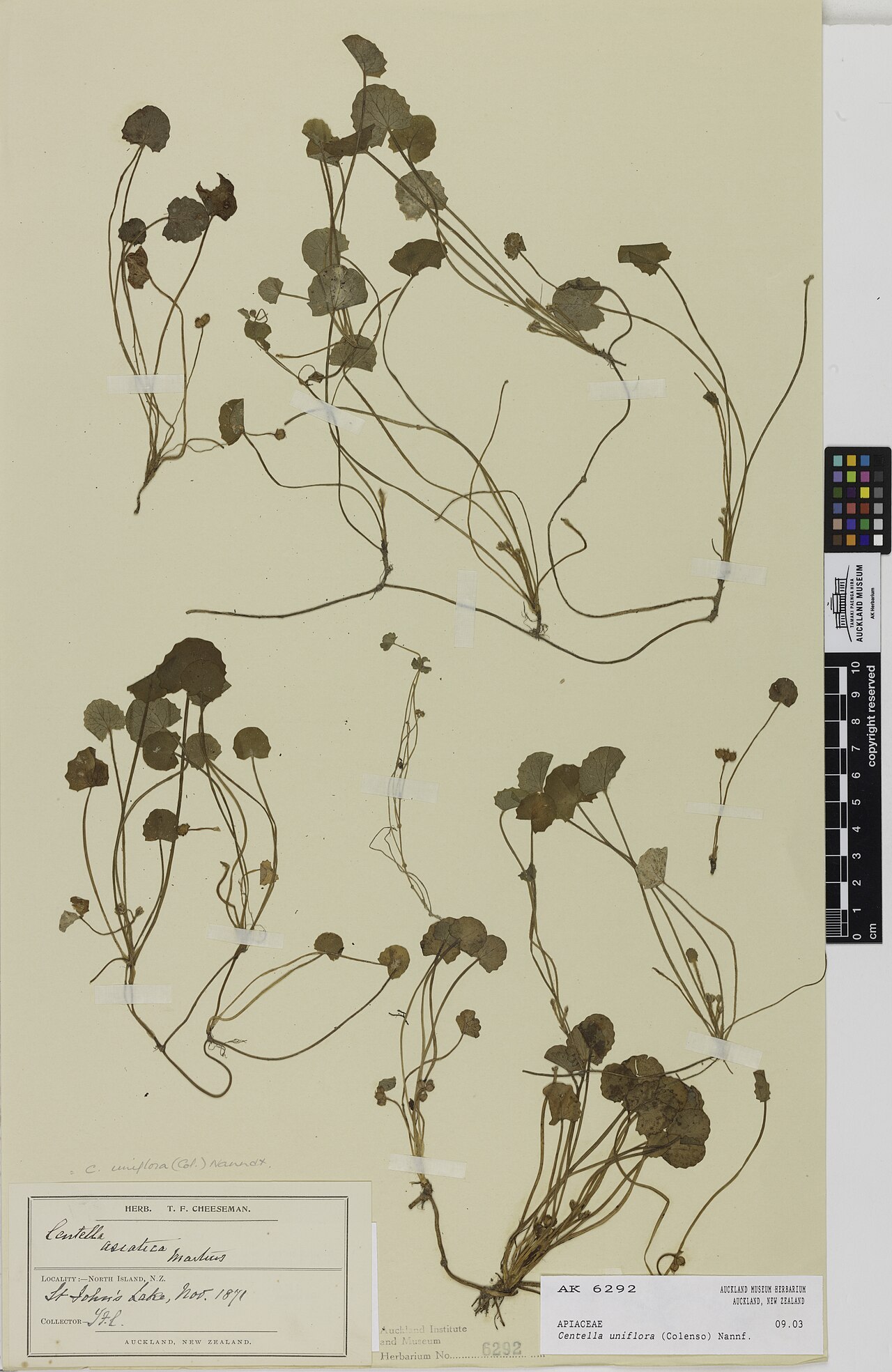 Centella uniflora (Centella uniflora)