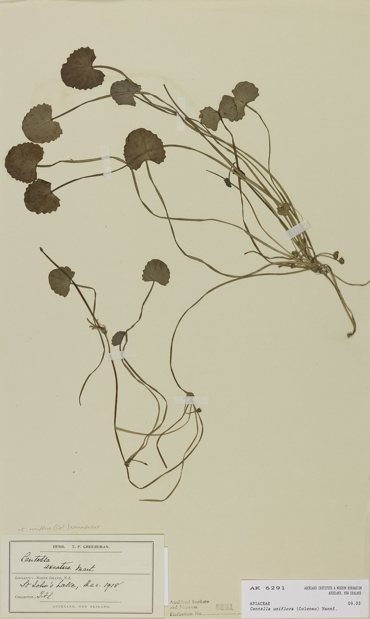 Centella uniflora (Centella uniflora)