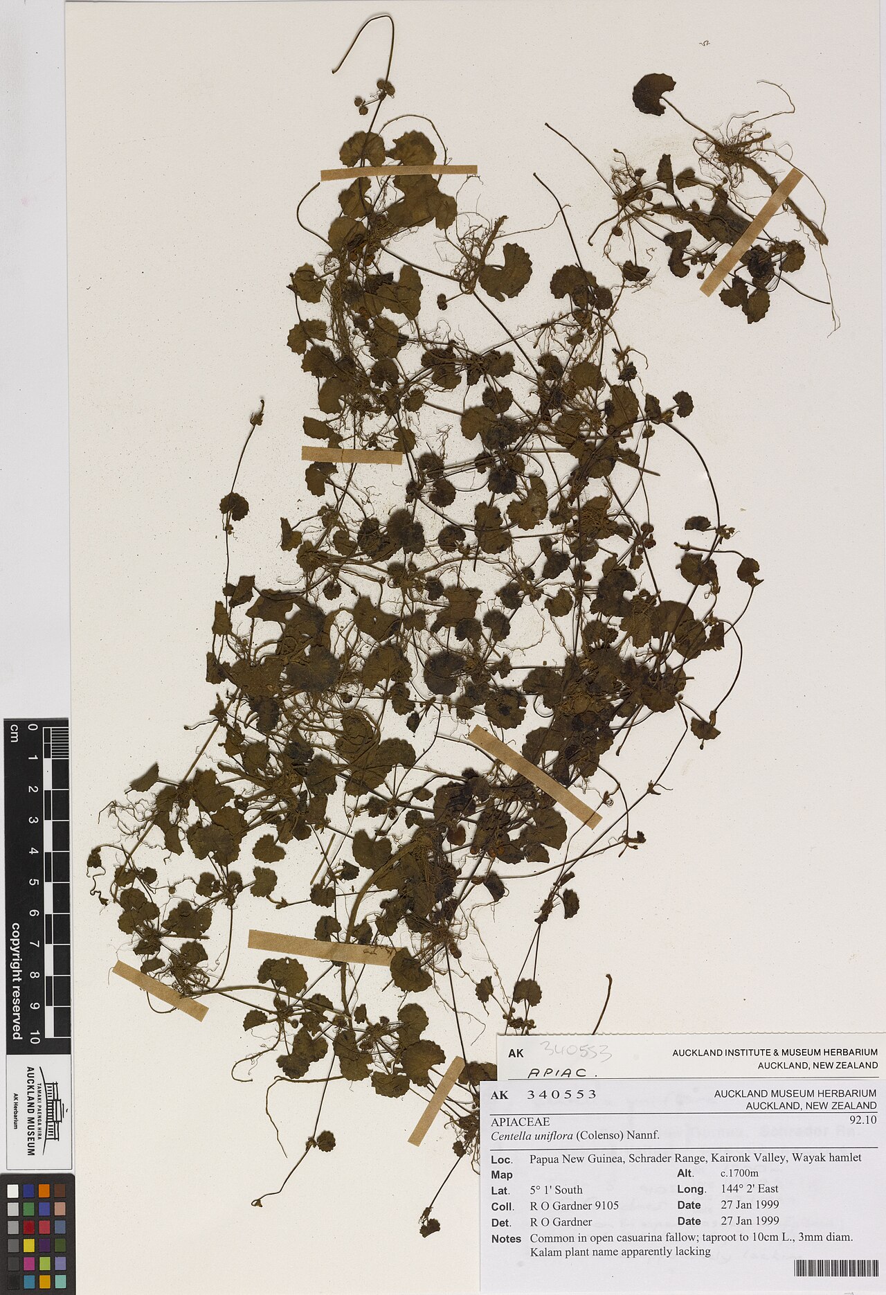 Centella uniflora (Centella uniflora)