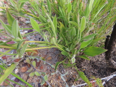 Centella villosa (Centella villosa)