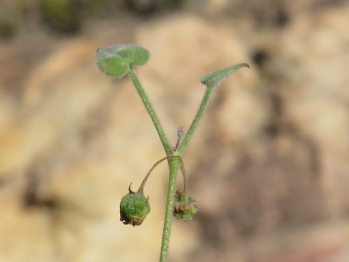 Centella villosa (Centella villosa)
