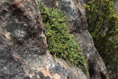 Centella villosa (Centella villosa)