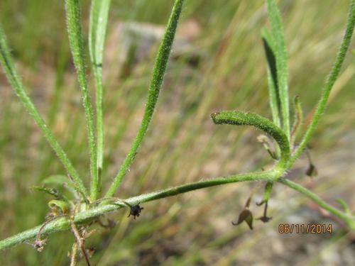 Centella villosa (Centella villosa)