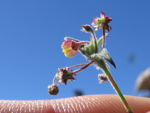 Centella villosa (Centella villosa)