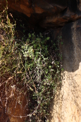 Centella villosa (Centella villosa)