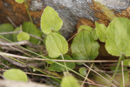 Centella villosa (Centella villosa)