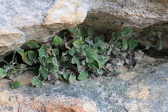 Centella villosa (Centella villosa)