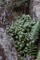 Centella villosa (Centella villosa)