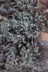 Centella villosa (Centella villosa)