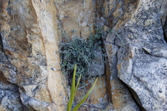 Centella villosa (Centella villosa)