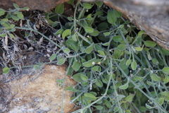 Centella villosa (Centella villosa)