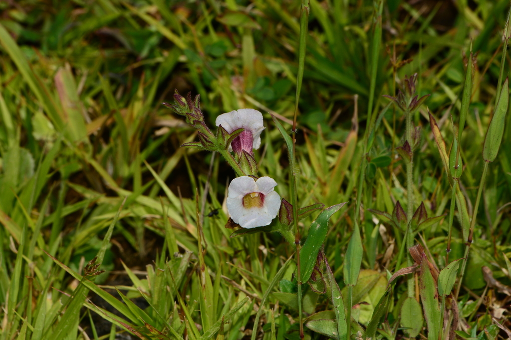 Centranthera indica (Centranthera indica)