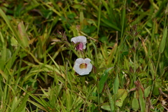 Centranthera indica (Centranthera indica)