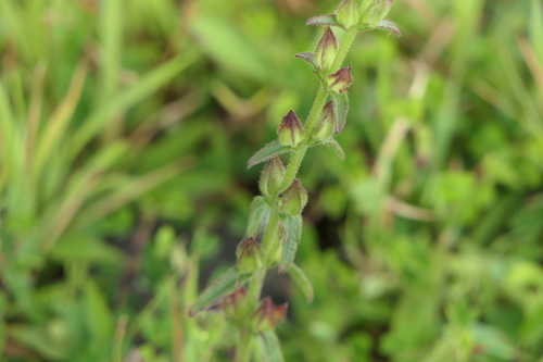 Centranthera indica (Centranthera indica)