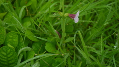 Centranthera indica (Centranthera indica)