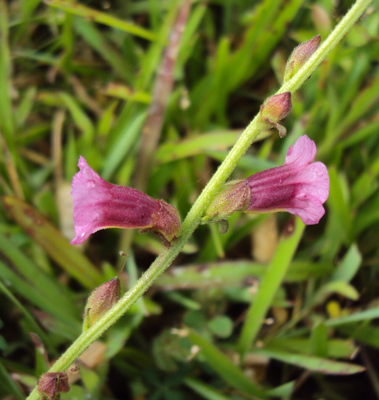 Centranthera indica: Centranthera indica