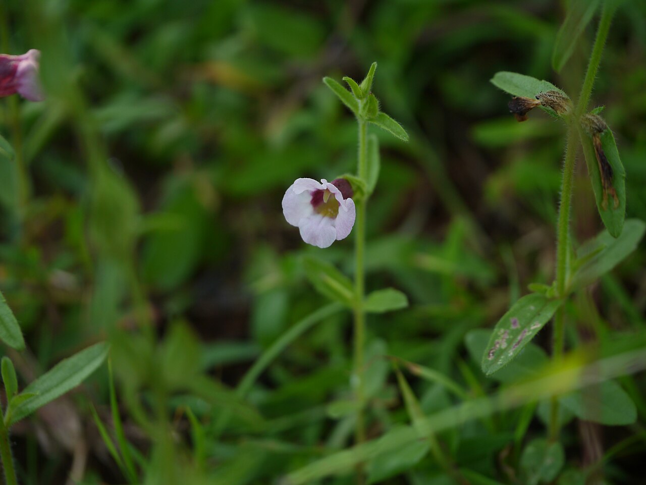 Centranthera indica: Centranthera indica