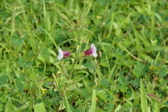 Centranthera indica (Centranthera indica)