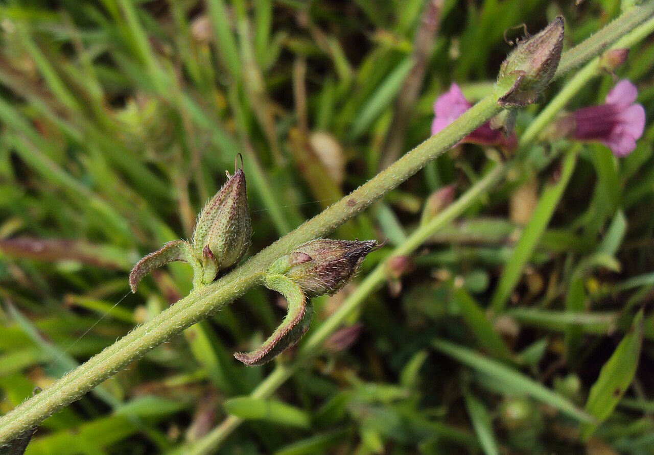 Centranthera indica: Centranthera indica