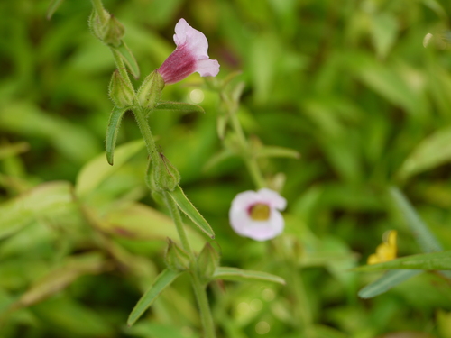 Centranthera indica (Centranthera indica)