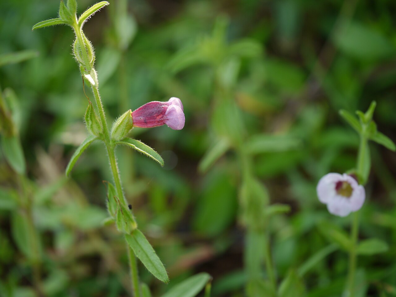 Centranthera indica: Centranthera indica