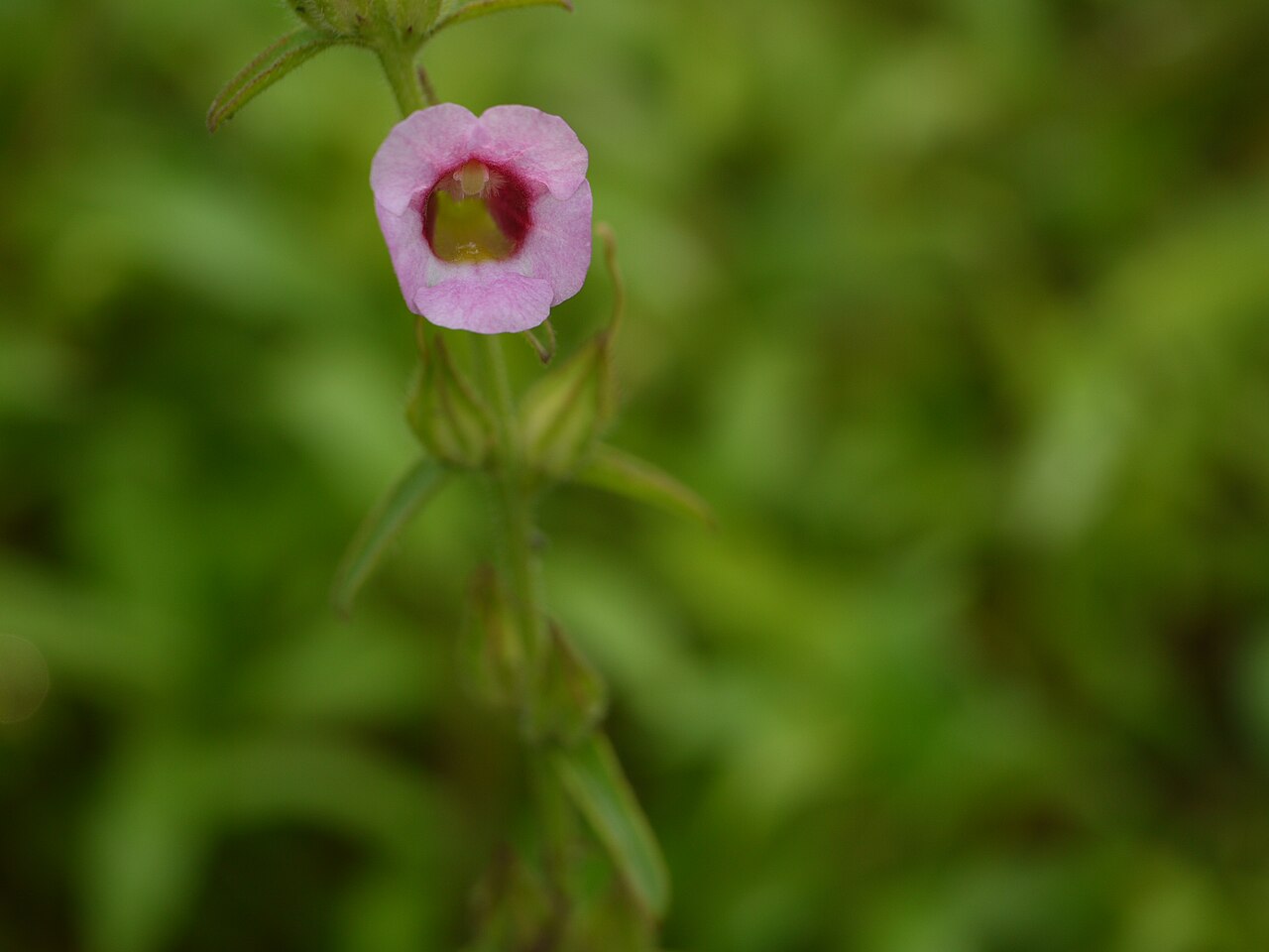 Centranthera indica: Centranthera indica